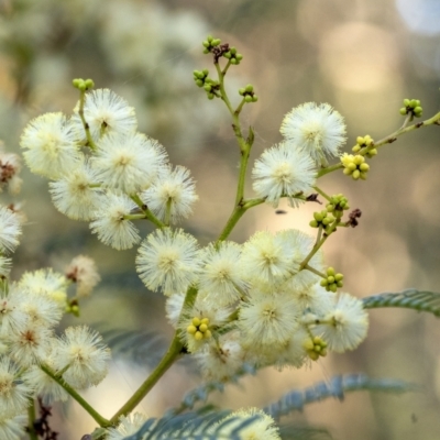 Acacia terminalis (Sunshine Wattle) at Penrose, NSW - 25 Apr 2021 by Aussiegall