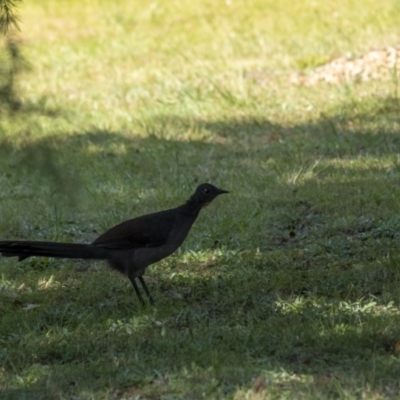 Menura novaehollandiae (Superb Lyrebird) at Wingecarribee Local Government Area - 27 Apr 2021 by Aussiegall