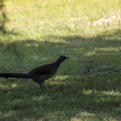 Menura novaehollandiae (Superb Lyrebird) at Penrose - 27 Apr 2021 by Aussiegall