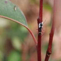 Camponotus suffusus (Golden-tailed sugar ant) at Goulburn, NSW - 16 Jun 2021 by Rixon