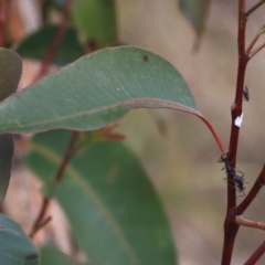 Camponotus suffusus at Goulburn, NSW - 16 Jun 2021