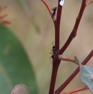 Camponotus suffusus at Goulburn, NSW - 16 Jun 2021