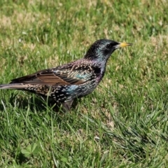 Sturnus vulgaris (Common Starling) at National Zoo and Aquarium - 15 Jun 2021 by RodDeb