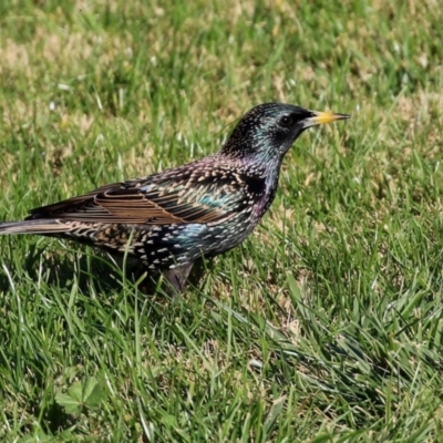 Sturnus vulgaris (Common Starling) at Molonglo Valley, ACT - 15 Jun 2021 by RodDeb