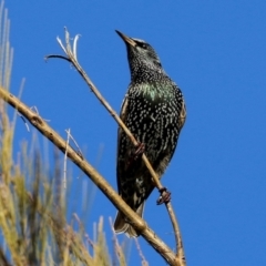 Sturnus vulgaris at Molonglo Valley, ACT - 15 Jun 2021 02:24 PM