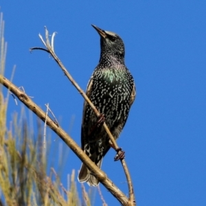 Sturnus vulgaris at Molonglo Valley, ACT - 15 Jun 2021 02:24 PM