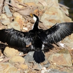 Microcarbo melanoleucos (Little Pied Cormorant) at Molonglo Valley, ACT - 15 Jun 2021 by RodDeb