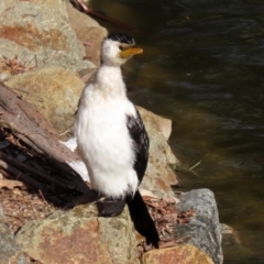 Microcarbo melanoleucos at Molonglo Valley, ACT - 15 Jun 2021