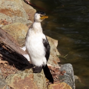 Microcarbo melanoleucos at Molonglo Valley, ACT - 15 Jun 2021