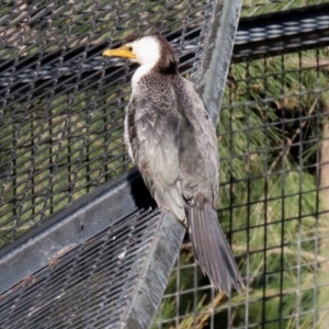 Microcarbo melanoleucos at Molonglo Valley, ACT - 15 Jun 2021