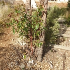 Eucalyptus sp. (A Gum Tree) at Rocky Hill War Memorial Park and Bush Reserve - 16 Jun 2021 by Rixon