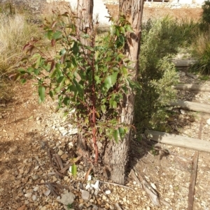 Eucalyptus sp. at Goulburn, NSW - 16 Jun 2021