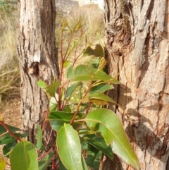 Eucalyptus sp. at Goulburn, NSW - 16 Jun 2021