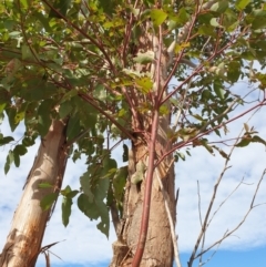 Eucalyptus sp. at Goulburn, NSW - 16 Jun 2021