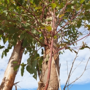 Eucalyptus sp. at Goulburn, NSW - 16 Jun 2021