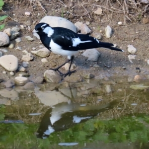 Grallina cyanoleuca at Molonglo Valley, ACT - 15 Jun 2021