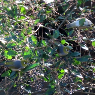 Zosterops lateralis (Silvereye) at Molonglo Valley, ACT - 15 Jun 2021 by RodDeb