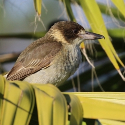 Cracticus torquatus (Grey Butcherbird) at Molonglo Valley, ACT - 15 Jun 2021 by RodDeb