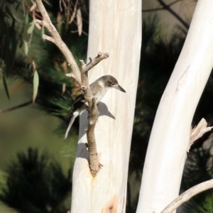 Cracticus torquatus at Molonglo Valley, ACT - 15 Jun 2021