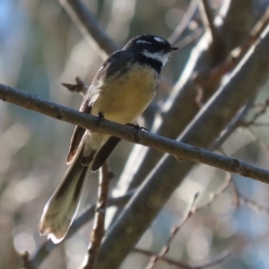 Rhipidura albiscapa at Molonglo Valley, ACT - 15 Jun 2021