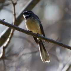 Rhipidura albiscapa at Molonglo Valley, ACT - 15 Jun 2021