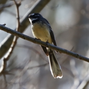 Rhipidura albiscapa at Molonglo Valley, ACT - 15 Jun 2021