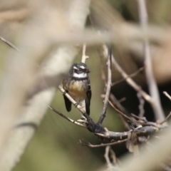 Rhipidura albiscapa at Molonglo Valley, ACT - 15 Jun 2021