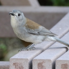 Colluricincla harmonica (Grey Shrikethrush) at National Zoo and Aquarium - 15 Jun 2021 by RodDeb