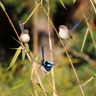 Malurus cyaneus (Superb Fairywren) at Molonglo Valley, ACT - 15 Jun 2021 by RodDeb