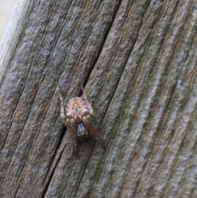 Backobourkia sp. (genus) (An orb weaver) at Goulburn, NSW - 16 Jun 2021 by Rixon