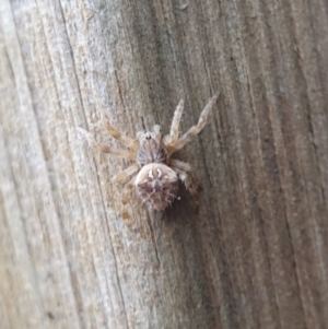 Backobourkia sp. (genus) at Goulburn, NSW - suppressed