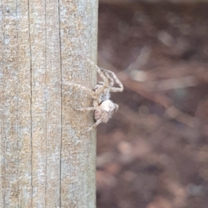 Backobourkia sp. (genus) at Goulburn, NSW - suppressed