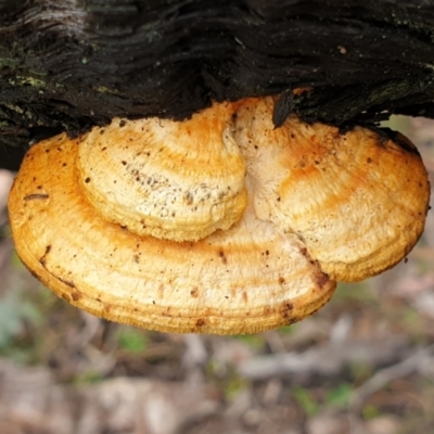 Truncospora ochroleuca at Holt, ACT - 15 Jun 2021 by drakes