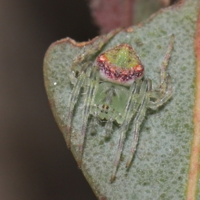 Araneus sp. (genus) (Orb weaver) at ANBG - 15 Jun 2021 by TimL