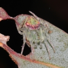 Araneus sp. (genus) at Downer, ACT - suppressed