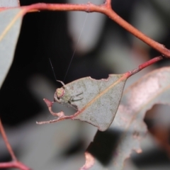 Araneus sp. (genus) at Downer, ACT - suppressed