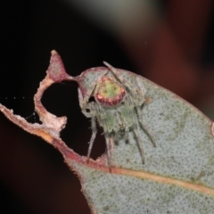 Araneus sp. (genus) at Downer, ACT - 15 Jun 2021