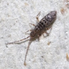 Paronellidae sp. (family) (Paronellid springtail) at Downer, ACT - 15 Jun 2021 by TimL
