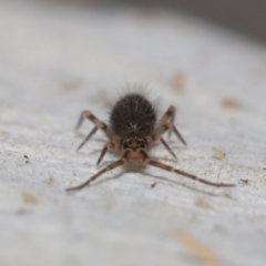 Paronellidae (family) at Downer, ACT - 15 Jun 2021 11:16 AM