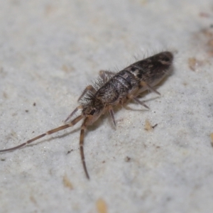 Paronellidae (family) at Downer, ACT - 15 Jun 2021 11:16 AM