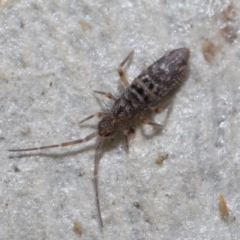 Paronellidae (family) at Downer, ACT - 15 Jun 2021