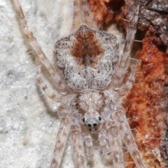 Tamopsis sp. (genus) (Two-tailed spider) at ANBG - 15 Jun 2021 by TimL