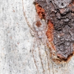 Tamopsis sp. (genus) at Acton, ACT - suppressed