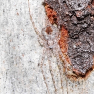 Tamopsis sp. (genus) at Acton, ACT - suppressed