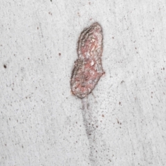 Tamopsis eucalypti at ANBG - 15 Jun 2021
