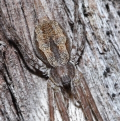 Tamopsis fickerti (Two-tailed spider) at Acton, ACT - 15 Jun 2021 by TimL