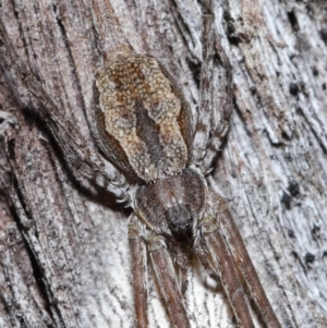 Tamopsis fickerti at Acton, ACT - suppressed