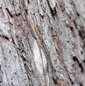 Tamopsis fickerti at Acton, ACT - suppressed