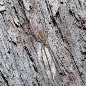 Tamopsis fickerti at Acton, ACT - suppressed