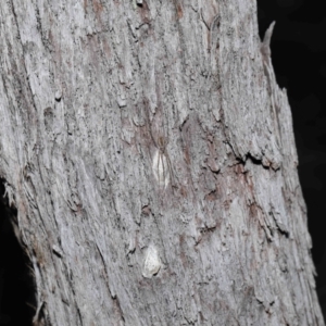 Tamopsis fickerti at Acton, ACT - suppressed